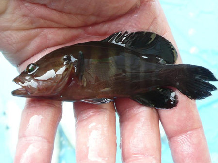 Little Fish on Hand