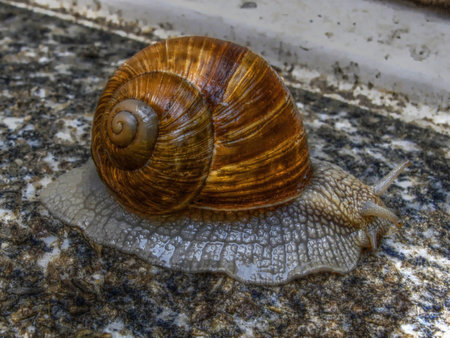 Slow Snail