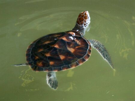 Little Seaturtleの写真素材
