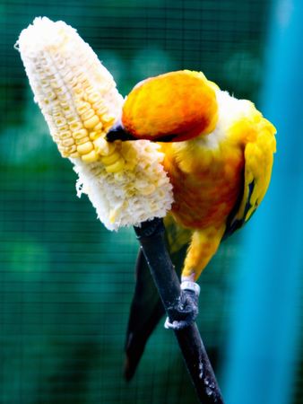 Yellow Parrot Eating Sweetcornの写真素材