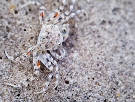 Sand Crabの写真素材