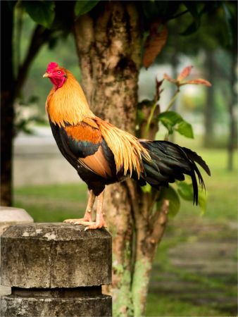 Roaster in Villageの写真素材