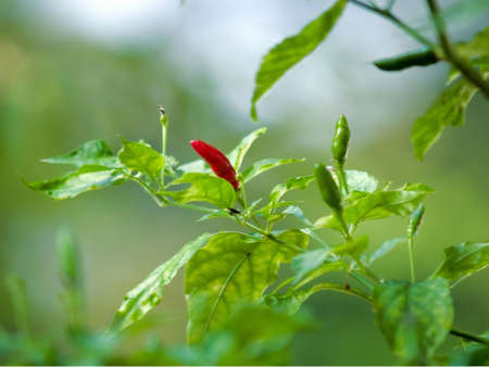 Red Chili Treeの写真素材