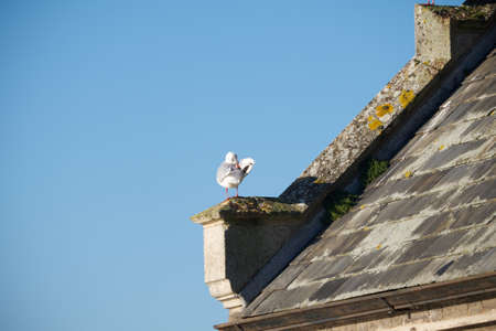 Seagull on old roofの写真素材