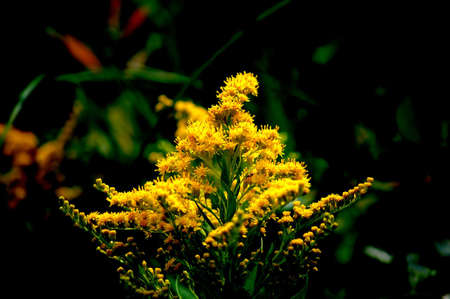 Yellow flowerの写真素材
