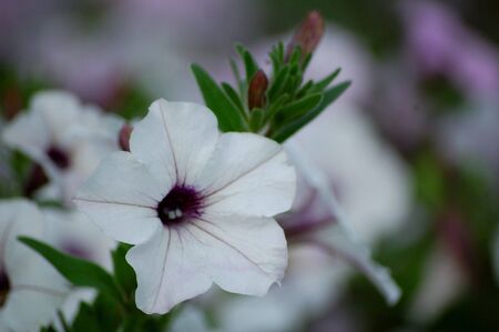 white flowerの写真素材