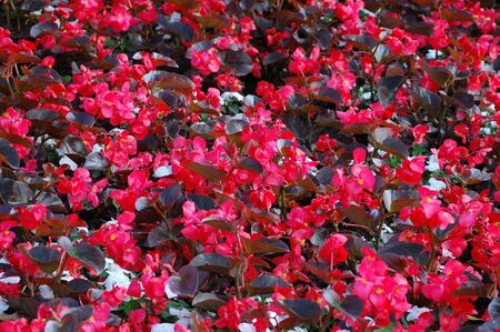 field of red flowersの写真素材