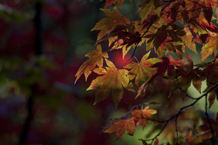 Autumn leaves catching the last light of the day
