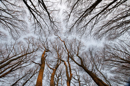 Tree Tops in winter