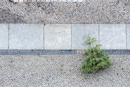 disposed christmas tree from above on cobblestoneの写真素材