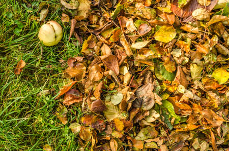 fallen apple at the meadowの写真素材