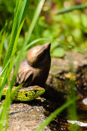 sand lizard and a bird figureの写真素材