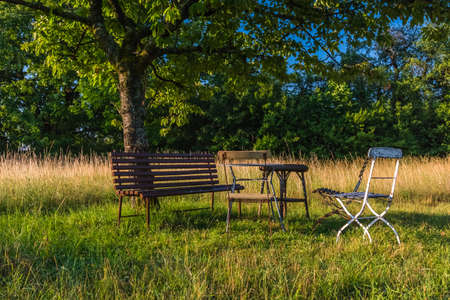 bench chairs and a treeの写真素材