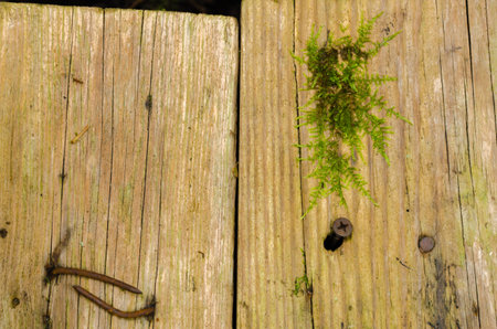 two rusty nails in a wooden boardの写真素材