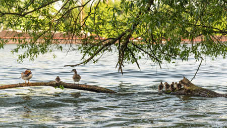 mandarin duck family at water in the cityの写真素材