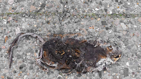 city rat at the end as a carcassの写真素材