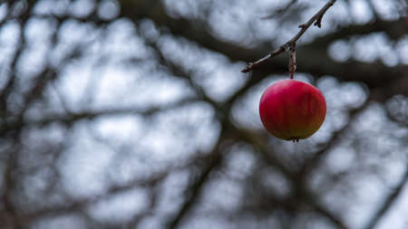 remeaining last red apple at autumnの写真素材
