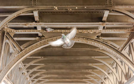 blurred pigeon spread wings in the middleの写真素材