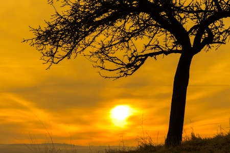 silhouette of a single tree with a fireball at morningの写真素材