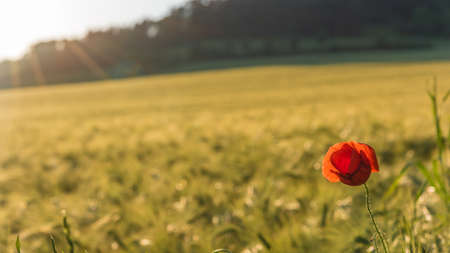 the corn poppy in the sunshineの写真素材