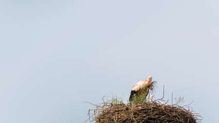 a stork builds a nestの写真素材