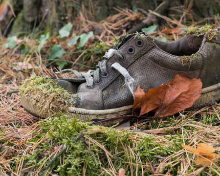 the old sneaker and the brown leafの写真素材