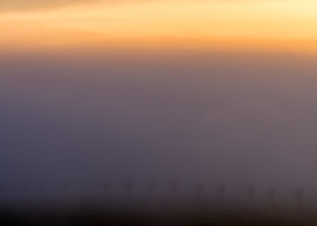 The small trees are in the fog and the sun is rising