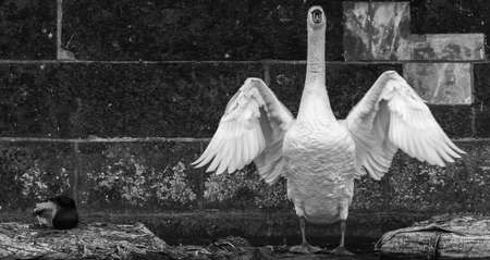 The elegance of a swan in front of a drab wallの写真素材