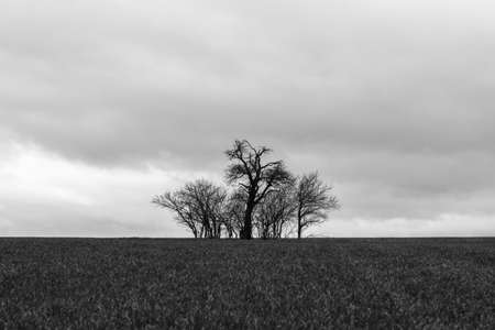 In the middle of the field, the bare trees stand in stormy weatherの写真素材