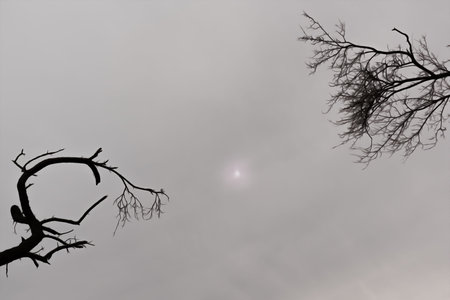 Two trees point to the sun on a gloomy day