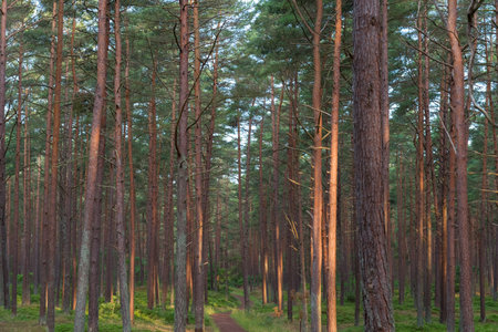 A little way in the middle of the forest