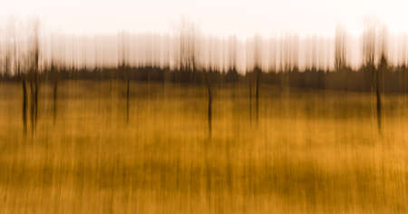 Dead trees are standing in the meadow at the edge of the forestの写真素材