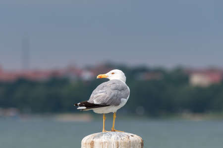 A seagull from behind sitting on a pier in closeupの写真素材
