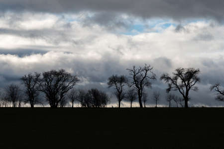 The tree row as silhouette with cloudy backgroundの写真素材