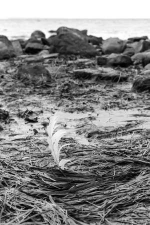 White feather in the wind on the beach in black and whiteの写真素材