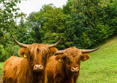 Two Scottish highland cattle on a green meadow on the edge of a forestの写真素材