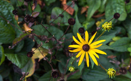 One last little flower in the green flower bedの写真素材