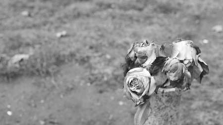 Faded roses stand in a granite vaseの写真素材