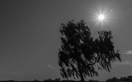 An old tree in the wind and the sun in the backgroundの写真素材