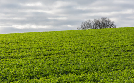 A green field with cloudy skies and a treetop in the backgroundの写真素材