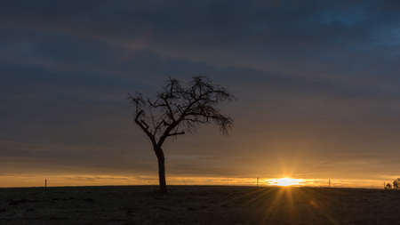 Lonely tree on the field at sunrise and pasture fence in the backgroundの写真素材