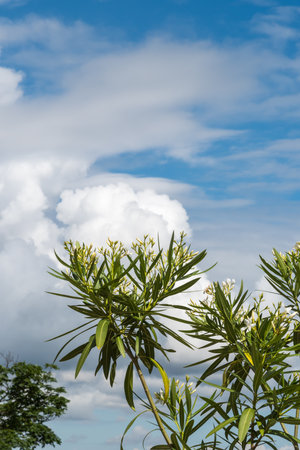 The buds of a green plant grow towards the cloudの写真素材