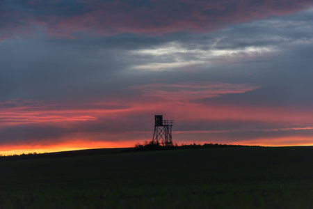 Dearstand in a field in the morning lightの写真素材