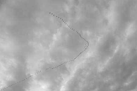 Flock of birds flying to the right as an arrowheadの写真素材