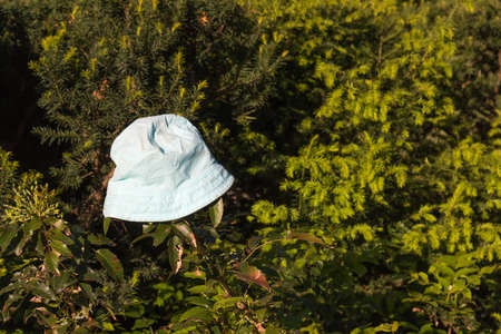 Blue hat on a green branch in front of a coniferの写真素材