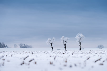 Three icy trees in winter cold in the countrysideの写真素材