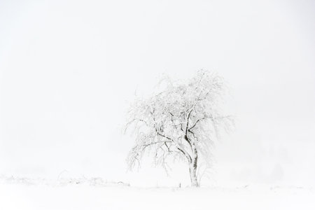 Snow covered solitary tree in the depth of winterの写真素材