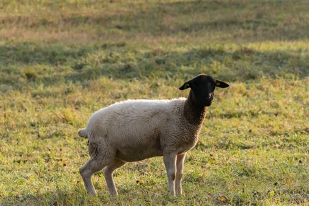 A lamb on a meadow in the morningの写真素材
