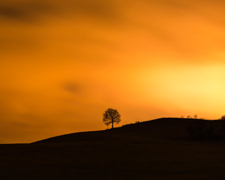 Single tree with a bench next to it in orange sunlightの写真素材