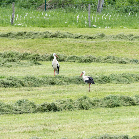 Two storks are hunting on a meadowの写真素材